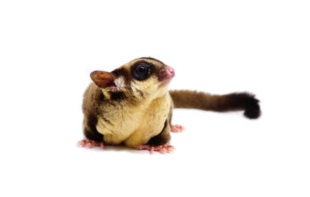 Sugar glider, Petaurus breviceps, on whiteの写真素材