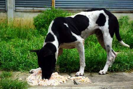 Hungry stray dog is eating some giving rice foodの写真素材