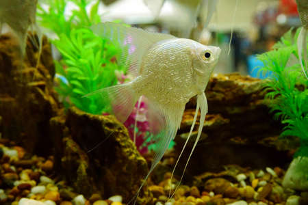 Angelfish (Pterophyllum scalare) in natural habitat