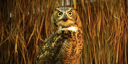 Great Horned Owlの写真素材