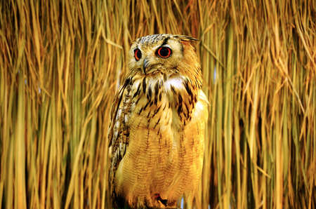 Owl portrait