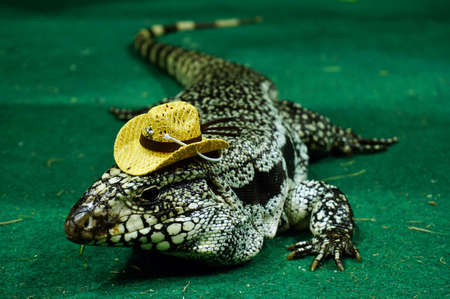 Portrait of a large colorful monitor lizard (Goanna) wearing a cowboy hatの写真素材