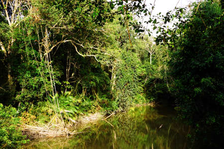 Scenic view on small river in a lush, forbidden environment / Tranquil river flowing in a lush summer forest, reflection of plants in a waterの写真素材