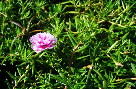 Pink flower Portulaca oleraceaの写真素材