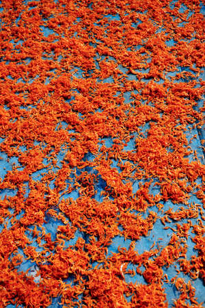 Dried shimps on net, shimps sunbath until dried, food preservationの写真素材
