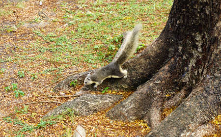 White squirrel climbing down a tree. Cute looking small furry animal looking curious.の写真素材