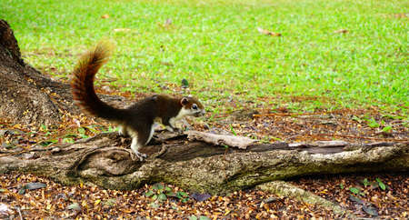 Squirrel climbing down a tree. Cute looking small furry animal looking curious.