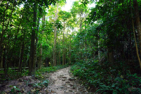 Rain forestの写真素材