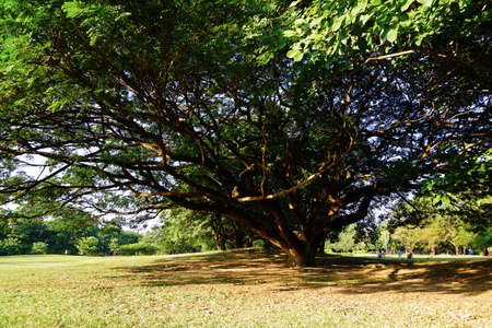 Wachirabenchathat Park or State Railway Public Park is a name of public park in Chatuchak district, Bangkok, Thailand.の写真素材