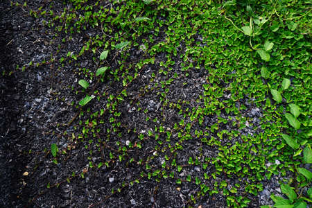Various of fern leaves on stone backgroundの写真素材