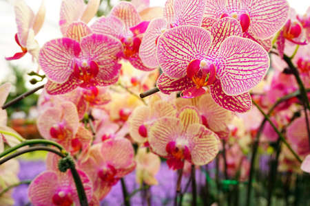 hybrid Orchid flower bloom with soft focus and blur backgroundの写真素材
