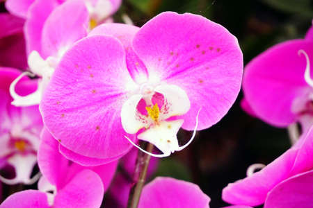 hybrid Orchid flower bloom with soft focus and blur backgroundの写真素材