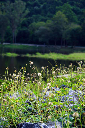 landscape, Beautiful wild flowers and green grass on rocky shores of mountain riverの写真素材