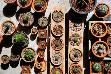 Cactus in the potの写真素材