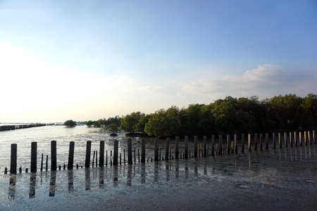 Man made wooden pole of sea wall stand on the Thai bayの写真素材