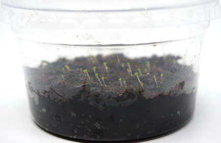 Close up pot of young plant seedlings in soil. plastic pot with closed systemの写真素材