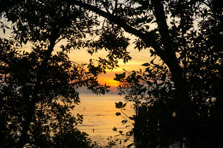 Sunset with orange sky and silhouette trees.の写真素材