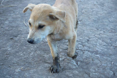 Adorable little dog played around and got focused in dirty mud legsの写真素材