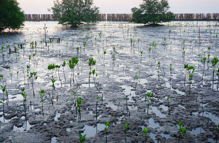 Sapling mangrove tree.の写真素材