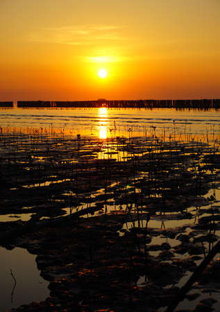 Sapling mangrove tree during sunset in Thailandの写真素材