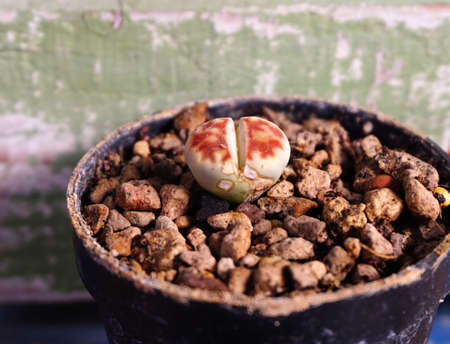 Living stones or Lithops in potの写真素材