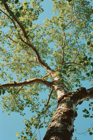 View of Majestic Tall Tree With Lush Green Leaves in Clear Blue Skyの素材