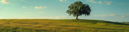 Lone Tree on Grassy Hill Under Blue Skyの素材