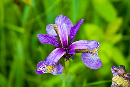Purple Wild Flowerの写真素材