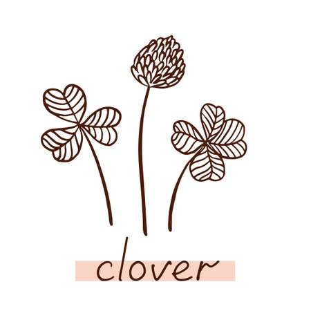 Clover leaf and flower. Hand drawn clover silhouette.のイラスト素材
