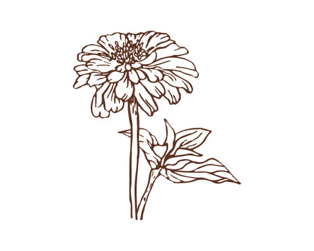Chrysantemum flower handdrawn.のイラスト素材