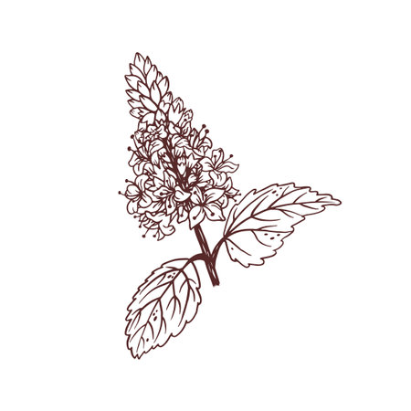 Patchouli branch, hand drawn outline style.