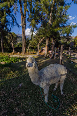 white alpaca with green corral belt between trees and snowy mountain backgroundの写真素材