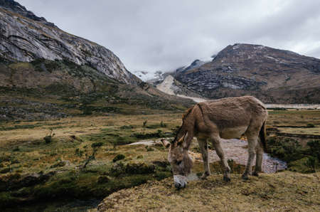 pack mule grazing in Taullipampa camp and remains of an avalanche in the background in the trekking of the quebrada santa cruz de peruの写真素材