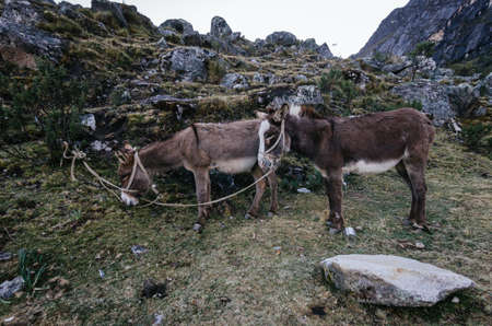 two pack mules tied grazing in Taullipampa camp on the trekking of the quebrada santa cruz de peru