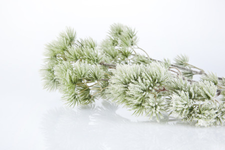 spruce branch on a white backgroundの写真素材