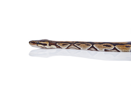 Ball Python with white background