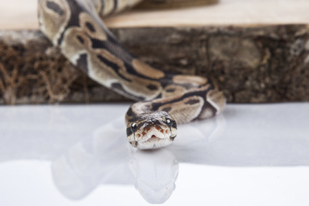 Python on the wood isolated white background