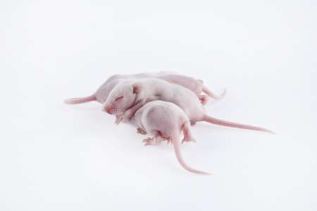White laboratory mice: baby pups, which are 8 days old; isolated on whiteの写真素材