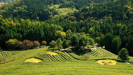 Bosung Tea garden, Bosoung, South Koreaの写真素材