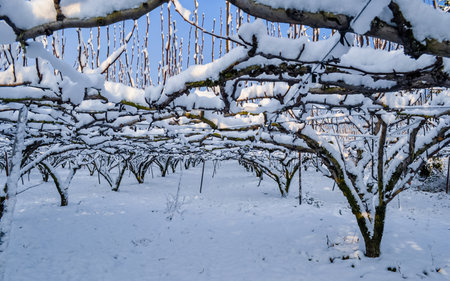 Snow covered trees in the countryside in winter. Snowy landscape at Naju, South Korea.の写真素材