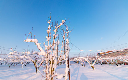 Beautiful winter landscape with snow covered trees in the park at Naju, South Korea.