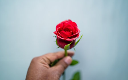 red rose in hand on blue background, soft focus and vintage toneの写真素材