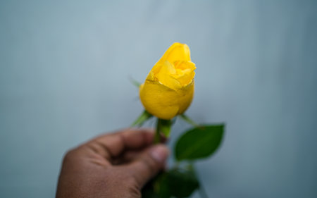 Yellow rose in hand on blue background. Selective focus with shallow depth of field.の写真素材