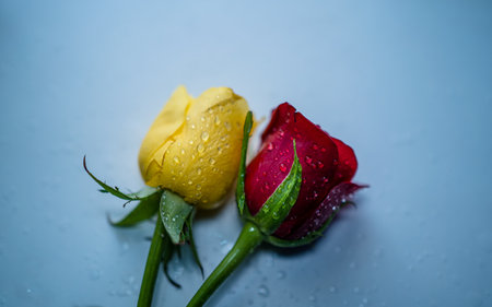 Red and yellow roses with water drops on a blue background. Selective focus.の写真素材