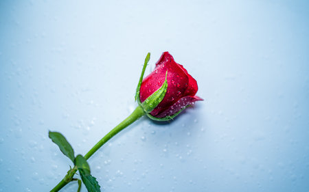 Beautiful red rose with water drops on a blue background. Selective focus.の写真素材