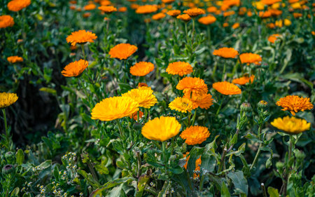 Calendula officinalis (marigold) flowers in gardenの写真素材