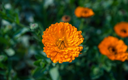 Calendula officinalis or marigold flower in gardenの写真素材