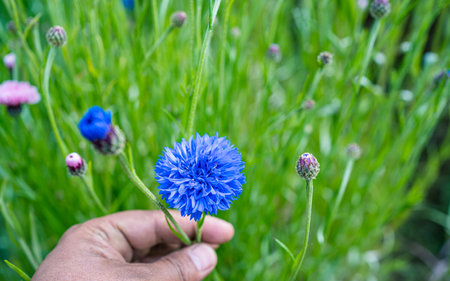 Blue cornflowers in a field in summer, selective focus.の写真素材