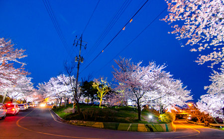 Cherry blossoms at night in Hachimantai, Japan.の写真素材