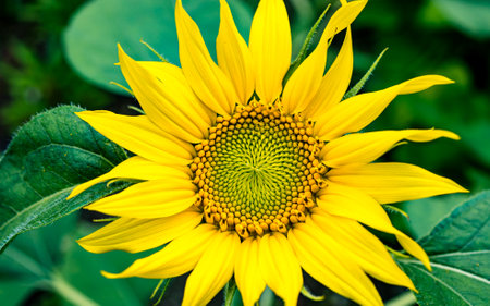 Close up of blossom sunflower during spring season.の写真素材